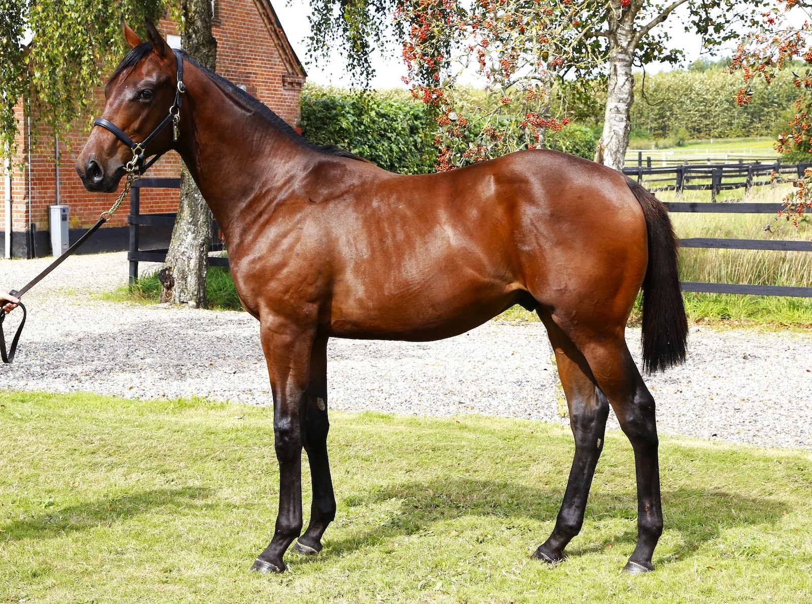 Svadilfare (Moohaajim - Queens / Philomatheia) fotograferet som åring forud for Scandinavian Open Yearling Sale 2024, hvor Cathrine Erichsen og Stall Birgitta købte ham for 650.000 kroner af Stutteri Hjortebo. Foto: Burt Seeger.
