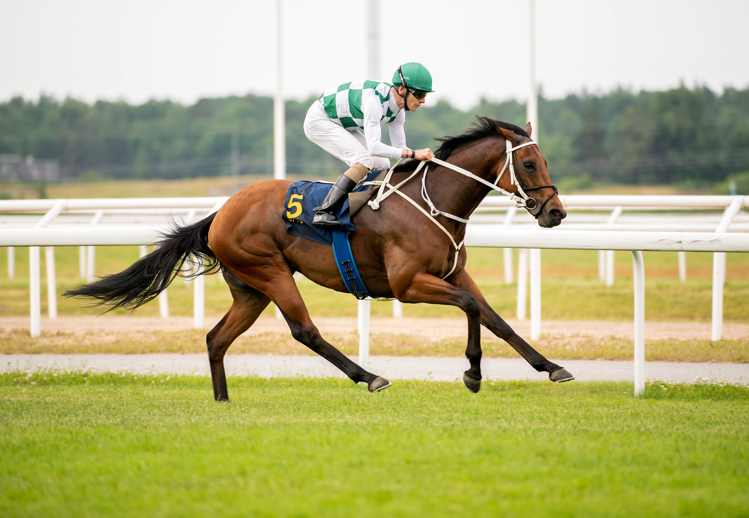 Aphelios vinder for andet år i træk Challenge Stakes (L) - denne gang under Jacob Johansen. Foto: Elina Westrin / Svensk Galopp.