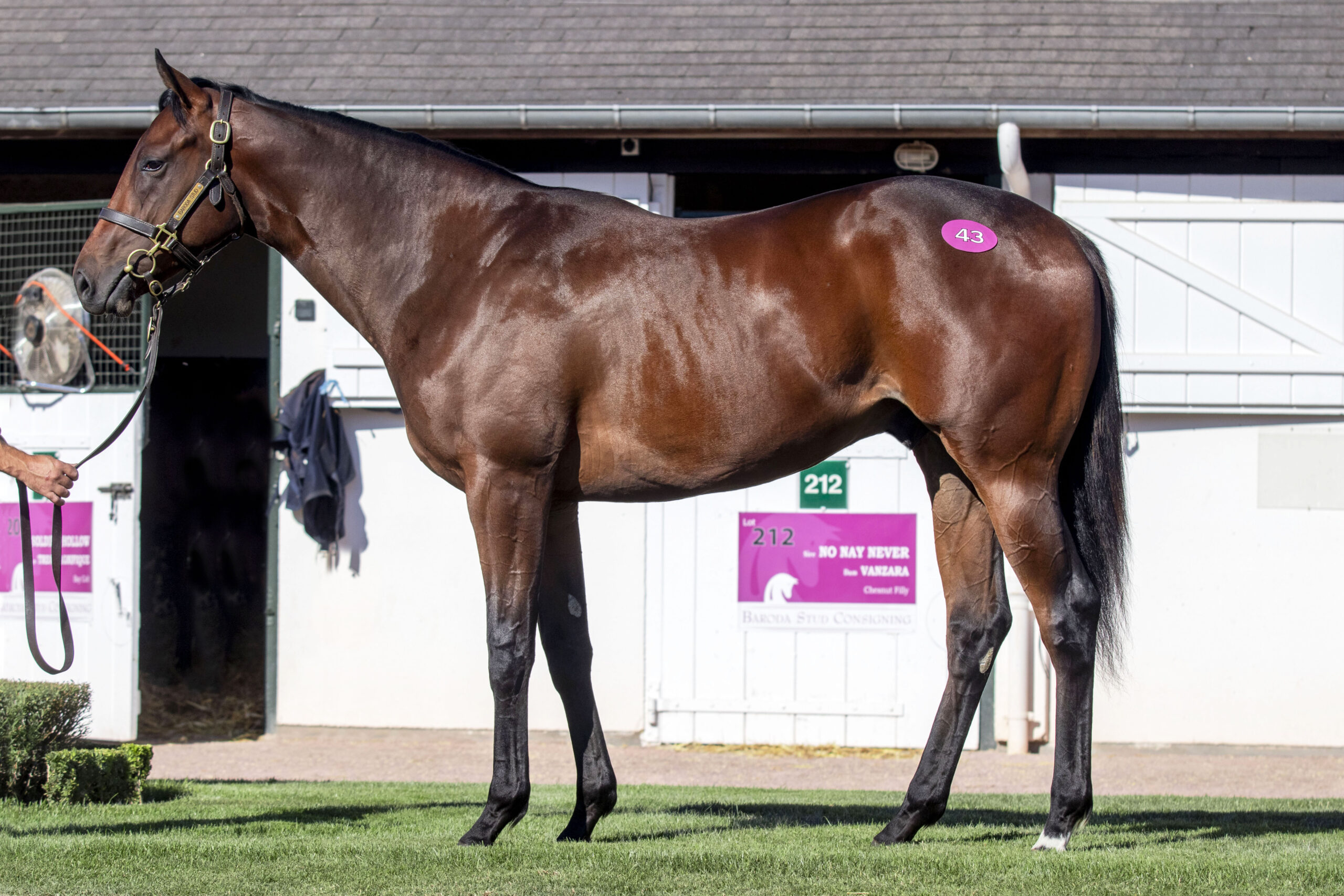 Wootton Bassett-sønnen, som Stall Perlen lørdag aften erhvervede for €800,000 på førstedagen af Arqanas August Yearling Sale i Deauville. Foto: Elisa Fossard.