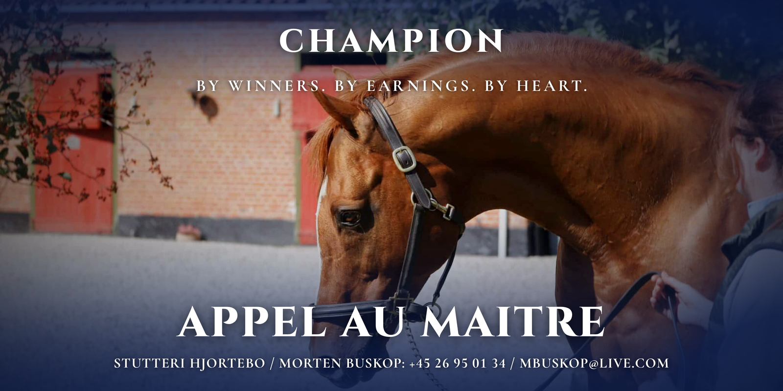 Appel Au Maitre – avlshingst på Stutteri Hjortebo