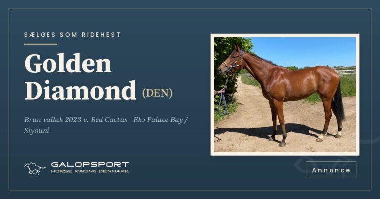 Sælges som ridehest: Golden Diamond (DEN)