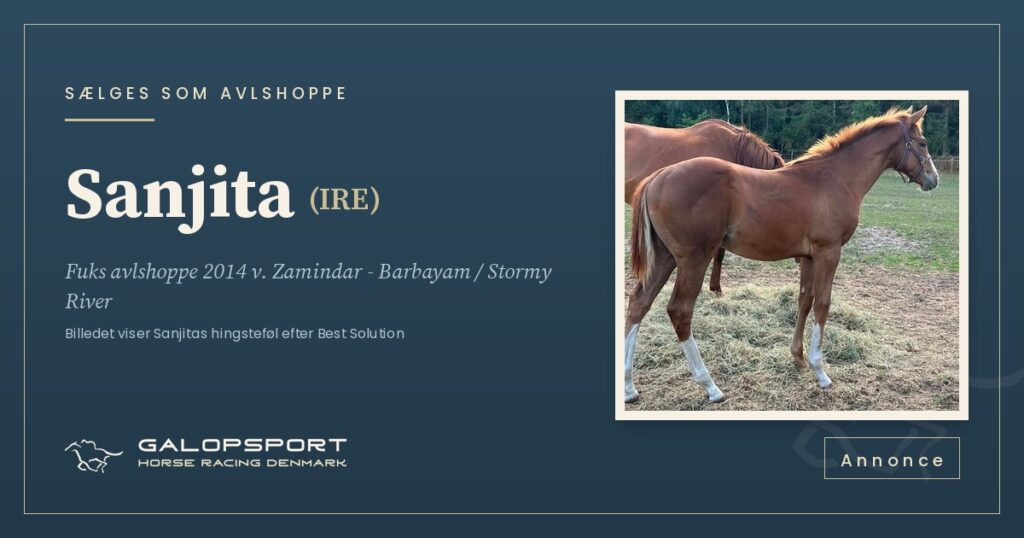 Sælges som avlshoppe: Sanjita (IRE)