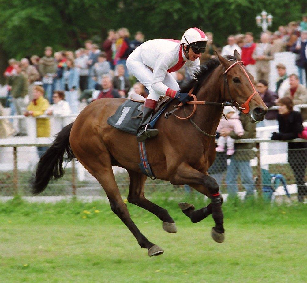 Jens Jørgen Stounberg-opdrættede Cut Singer var skandinavisk champion som 3-årig og vandt senere både Jockey Club Cup (L) på Klampenborg og Stockholms Stora Pris (L) på Täby. Her ses han ved sejren i førstnævnte. Foto: US Photo.