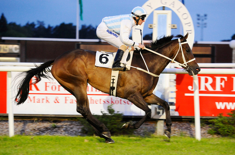 Arnfinn Lunds 6-årige hoppe Entangle kan vinde sin 18. sejr i 28 karrierestarter i Lanwades Stud Fillies Stakes (L) på Øvrevoll. Foto: Stefan Olsson / Svensk Galopp.