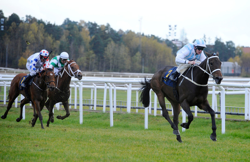 KAOKs superhoppe, Entangle, blev solgt for 120,000 guineas i Newmarket og rapporteres på vej mod USA. Foto: Stefan Olsson / Svensk Galopp.