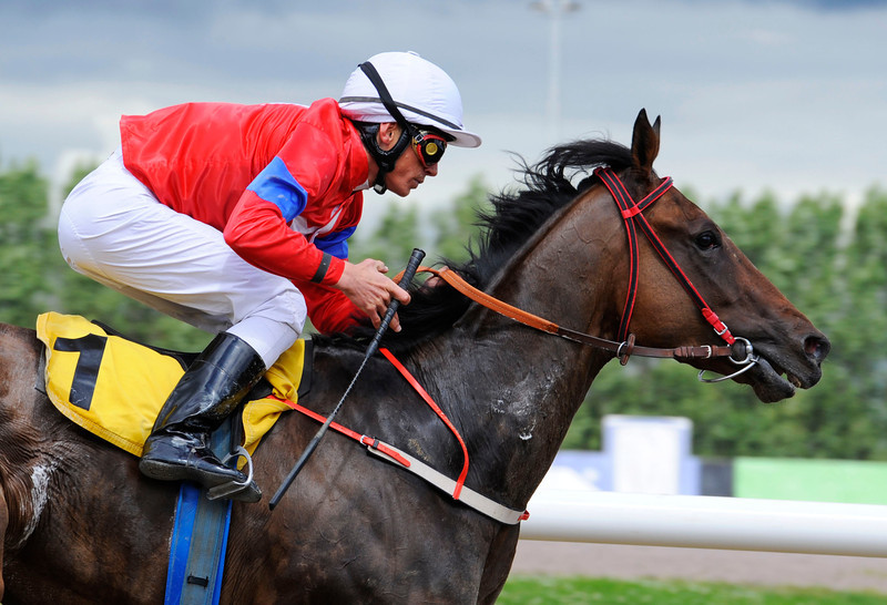 Den svenske Derby-2'er, Funinthesand, har fået selskab af sin to år yngre lillebror Funny's Chap hos Wido Neuroth på Øvrevoll. Foto: Stefan Olsson / Svensk Galopp.