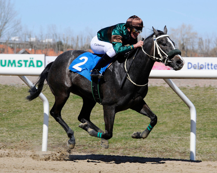 Hans-Inge Larsen-trænede Glory Face. Foto: Stefan Olsson / Svensk Galopp.