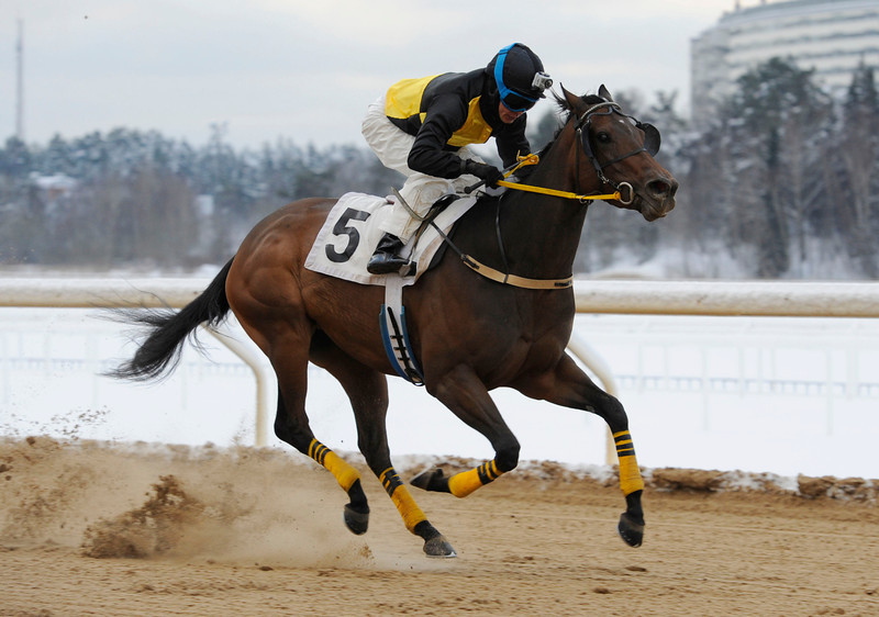 Patrick Wahl-trænede Goldinova kan tage sin tredje sejr på stribe. Her ses hun ved den seneste sejr på Täby i december. Bemærk kameraet på Carlos Lopez' hjelm. Foto: Stefan Olsson / Svensk Galopp.