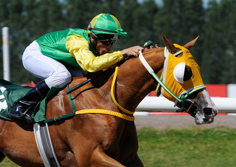 Hell's Angel/Valmir De Azeredo. Den danskopdrættede vallak starter næste gang i Elkær Stutteri Skandinavisk Opdrætningsløb. Foto: Stefan Olsson / Svensk Galopp.