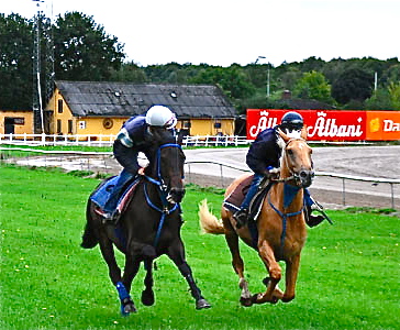 Mr Dream X (til højre) ses her i et tidligere arbejde på Fyens Væddeløbsbane. Nu er han klar til at løbe rigtige væddeløb. Foto: www.stutterilysgaard.dk