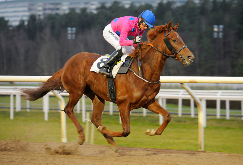 Quite A Mission/Per-Anders Gråberg galopperer 250.000 kroner hjem i Agria Svenskt Aktionslöpning. Foto: Stefan Olsson / Svensk Galopp.