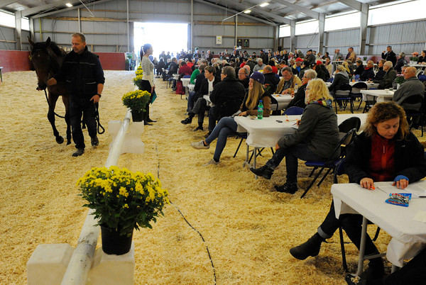 Foto fra en tidligere åringsauktion på Roslövsholm i Skåne. Foto: Stefan Olsson / Svensk Galopp.