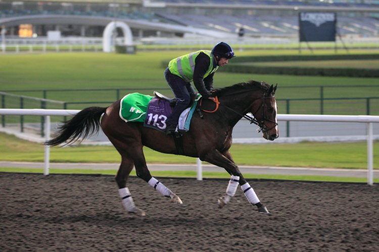 Det kan blive en Gruppe-3-start for Niels Petersen-trænede Silver Ocean i Firebreak Stakes på torsdag. Foto: Erika Rasmussen.