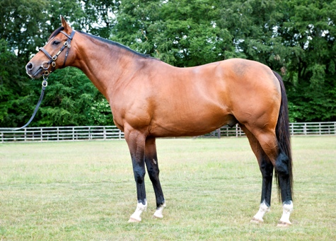 Lanwades Studs Derbyvinder Sir Percy er tilbage i England efter sin tredje bedækningssæson i New Zealand. Foto: Lanwades.com