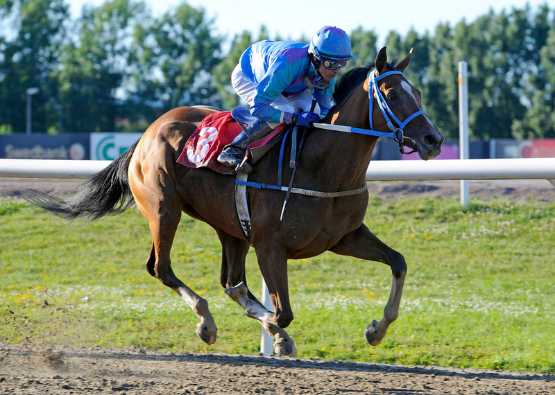 Den svenske Oaksvinder, Summertime (Binary File), er nomineret i kategorien Årets Sto (Hoppe). Foto: Stefan Olsson / Svensk Galopp.