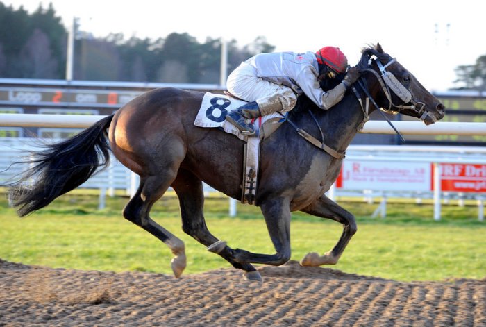 Wind Whistle/Carlos Lopez vinder sin tredje sejr i fire forsøg. Foto: Svensk Galopp.