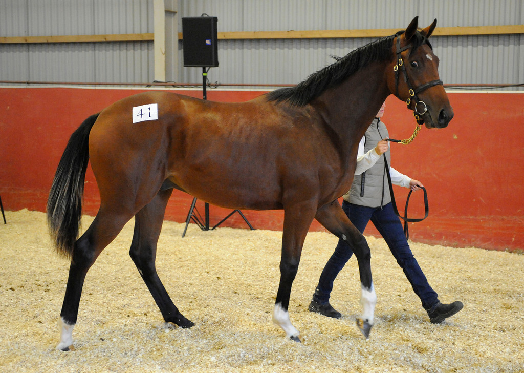 Denne hingsteåring efter High Chaparral blev købt for 350.000 SEK af Mikael Tjernström på vegne af Mr Ascot. Foto: Stefan Olsson / Svensk Galopp.