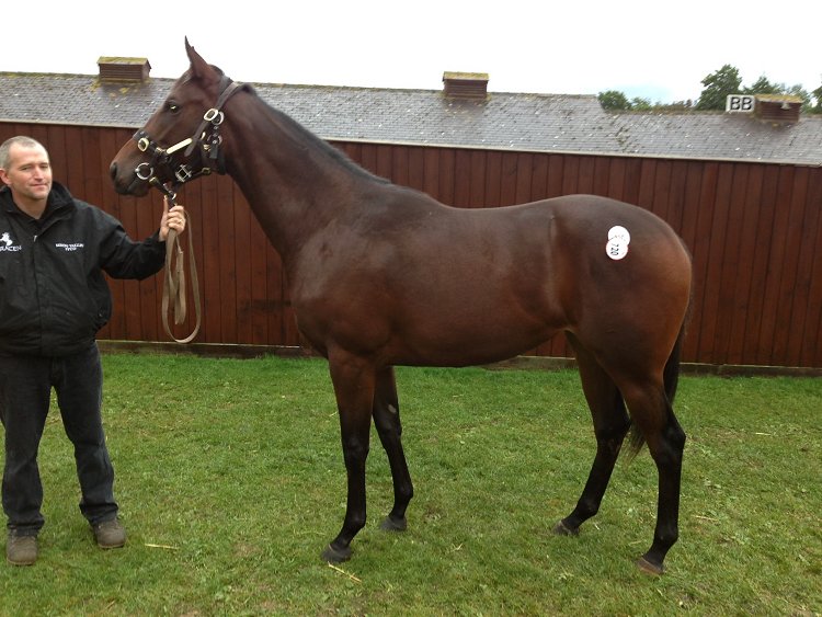 Stald Seelands 2-årige Lilja blev købt på Tattersalls October Yearling Sale i fjor.