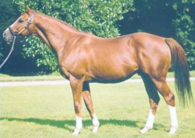 Bering blev 28 år og døde på sit fødested på Haras du Quesnay.