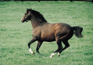 Carnegie (Sadler's Wells - Detroit v. Riverman).