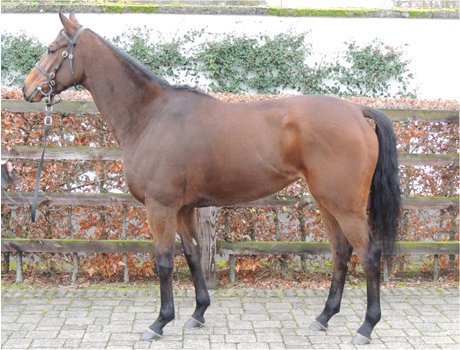 Ebalviyra (Anabaa - Ebareva v. Machiavellian) blev købt af Karina og Alexander Elsass for 17,000 euro. Foto: Aga Khan Studs.