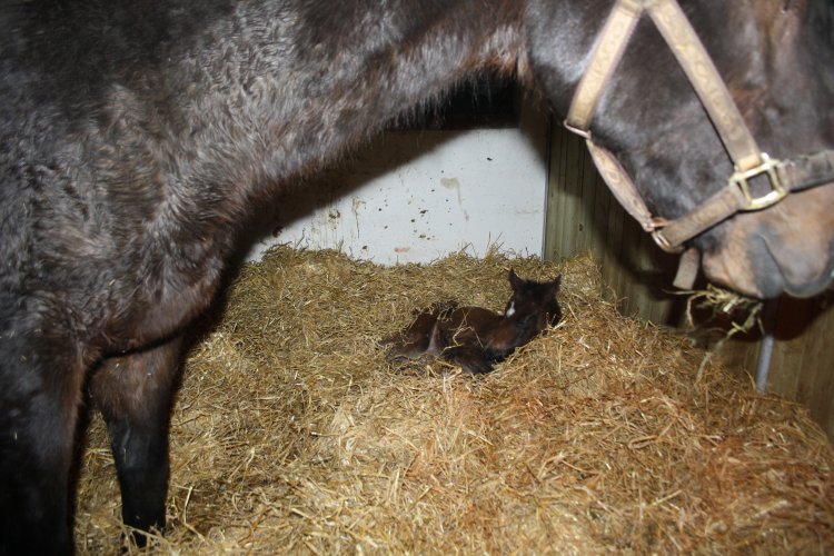 Efter en dramatisk foling havde både African Bell og hendes hoppeføl efter Mingun det fint lørdag morgen.