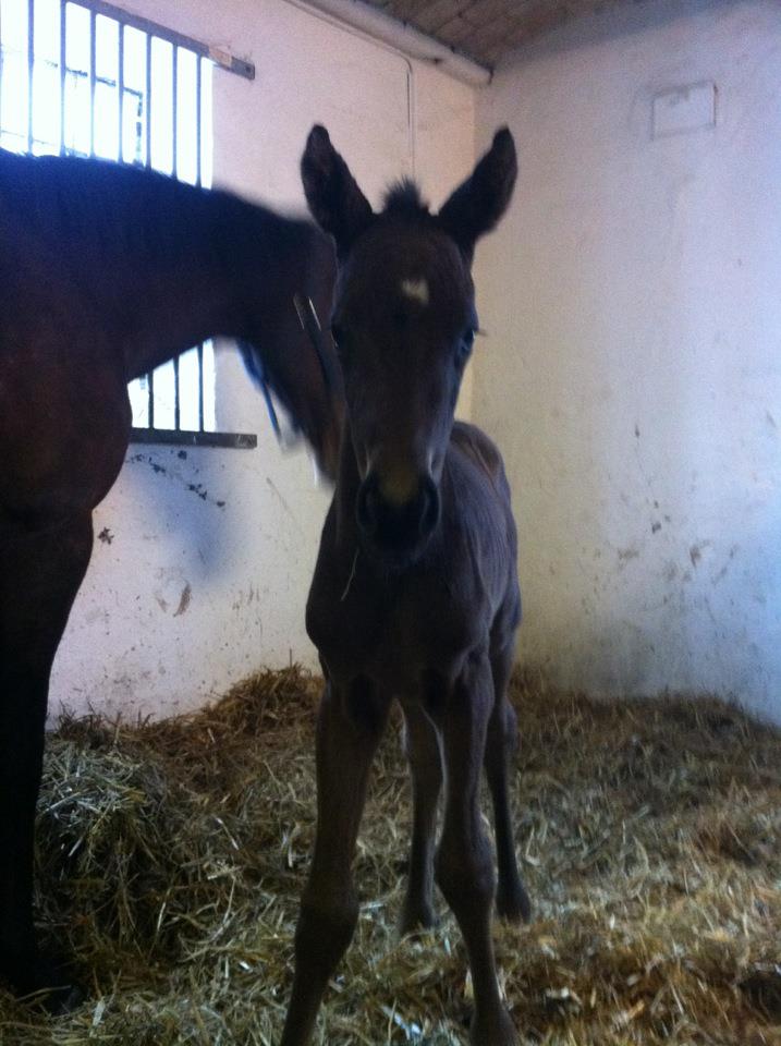 Det 12 timer gamle hoppeføl efter Binary File og Cocco Pio på Light Valley Stud. Foto: Privat / Facebook.