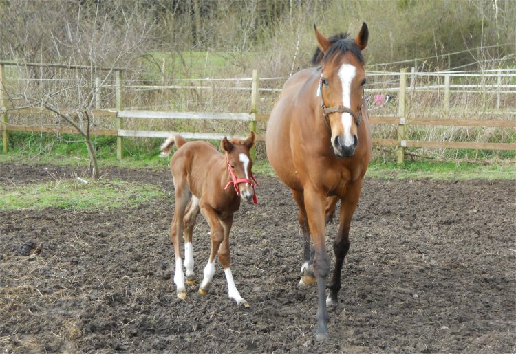 ComX (Tiger Hill - Ice Pool v. Diesis) med sit hingsteføl efter Dexterity (Kingmambo).