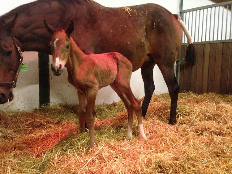 Hingsteføl efter Binary File ud af Coolmore Rocks (Rock Of Gibraltar).