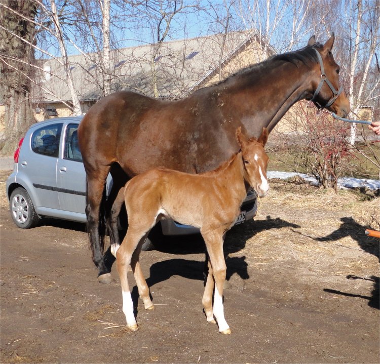 Hoppeføl på Stutteri Løkkemarken på Fyn efter Royal Major (Monsun) og Karma Chamelian (Diesis).