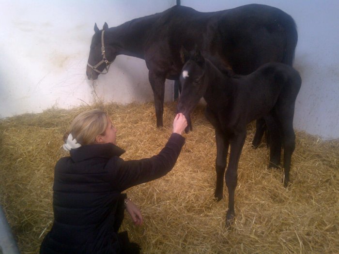 Hingsteføl fra 2012 på York Stutteri efter Authorized. Foto: Scandinavian Raceweb ApS.