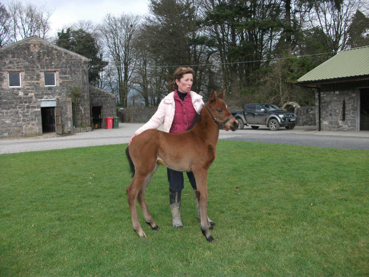 Morten Bucks hoppeføl efter Zoffany på Barnane Stud i Irland.