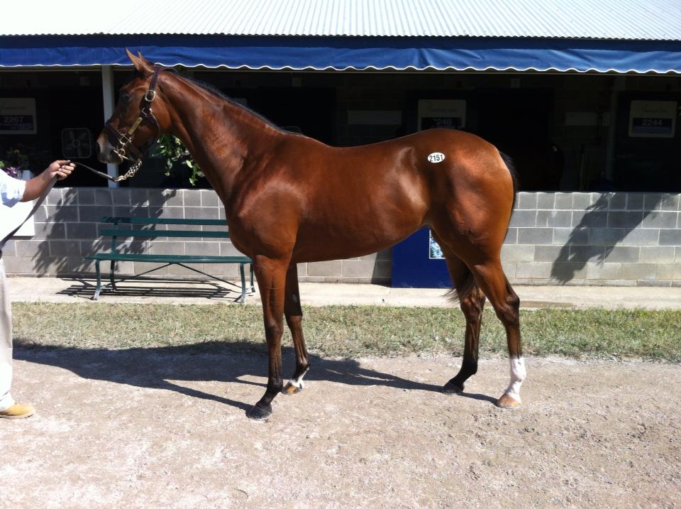 Lot 2151, brun hoppe v. All American - Ginger Ginger (Fred Astaire). Købt for 45,000 US$ af Lars Kelp i Keeneland.