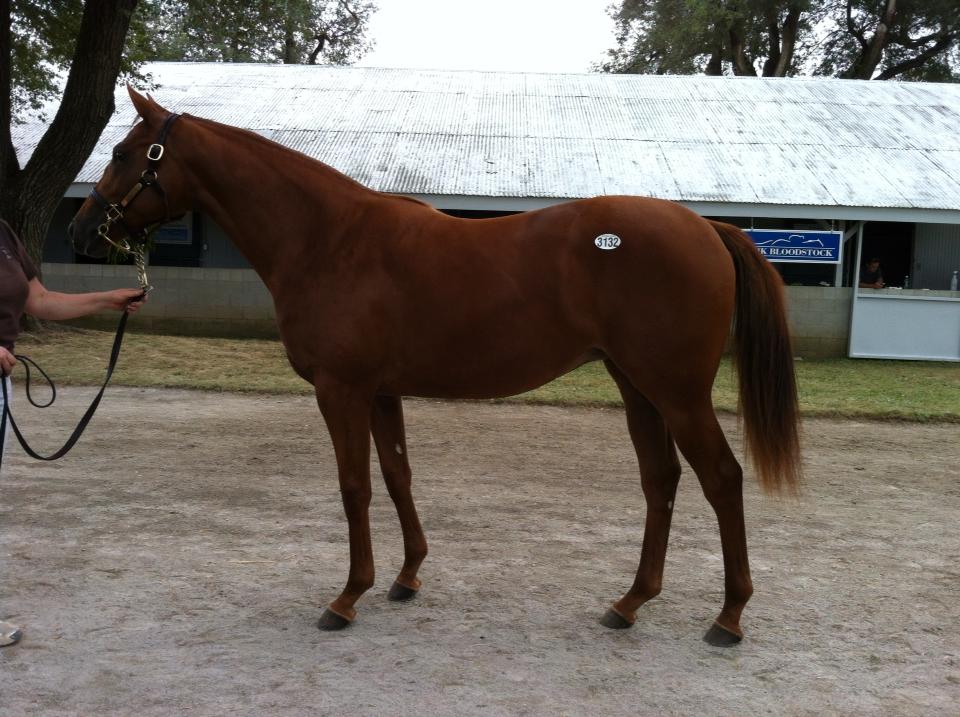 Lot 3132 - fuks hoppe v. Majestic Warrior blev købt for 22,000 US$ af Lars Kelp på vegne af Fredrik Reuterskiöld.