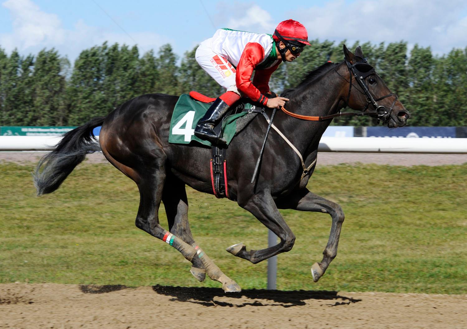 Loyal/Elione Chaves cantrer sejren hjem i Teenosolöpning på Jägersro. Foto: Stefan Olsson / Svensk Galopp.