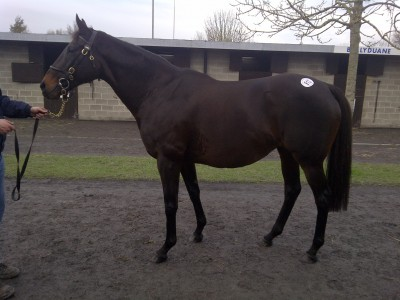 Lot 913, Majhud v. Machiavellian - Winsa (Riverman) kostede 20,000 euro.