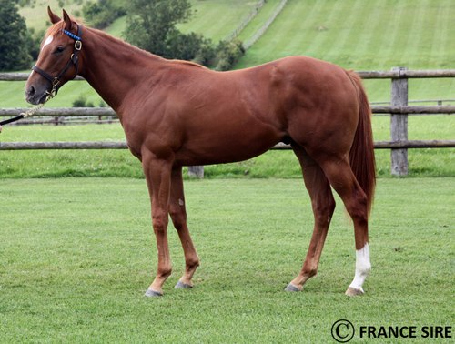 Bernt Dahls nye hingsteåring er efter succesrige Dutch Art. Foto: France Sire.