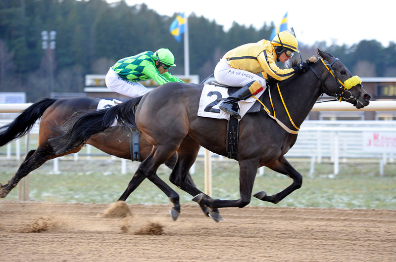 Zingoalla Zaid sørger for den ene af Per-Anders Gråbergs to dagssejre. Foto: Svensk Galopp.